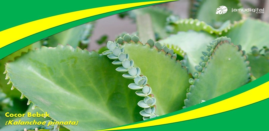 Ragam Manfaat Tanaman Cocor Bebek Ragam Manfaat Tanaman Cocor Bebek